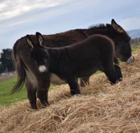 Malakai Farm Stay - Goulburn Accommodation