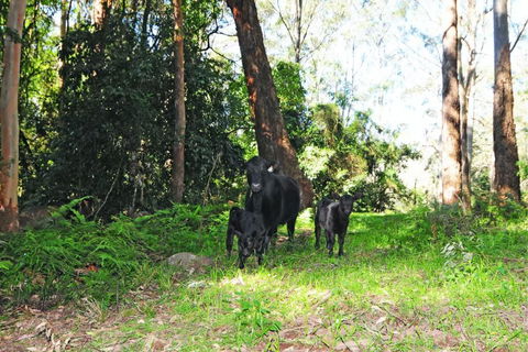 Alcheringa Cottage - Goulburn Accommodation 4