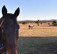 Clydesdale Cottage on Talga with real Clydesdale Horses - Goulburn Accommodation