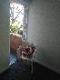 Abbeville Apartments - Goulburn Accommodation 5