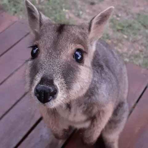 Camp Kanga - Goulburn Accommodation 6
