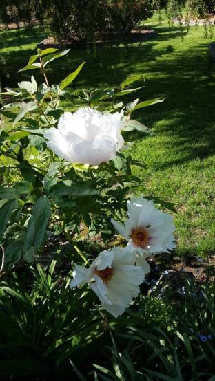 Wisteria Lodge - Goulburn Accommodation 3