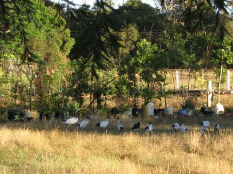 Armadale Farmstay Bed & Breakfast - Goulburn Accommodation 5