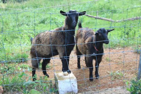 Alstonville Country Cottages - Goulburn Accommodation 0