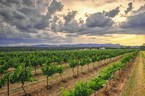 Adina Vineyard - Goulburn Accommodation 3