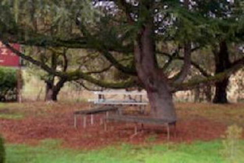 Auburn Shiraz Motel - Goulburn Accommodation 0