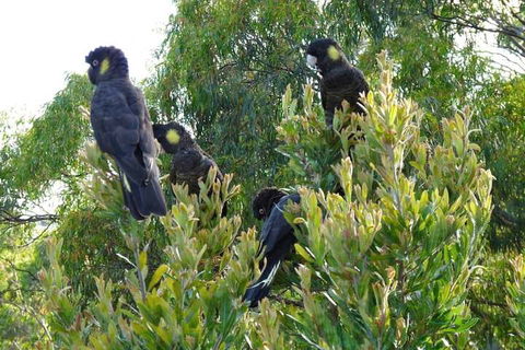 Eagles Rise Tasmania - Goulburn Accommodation 5