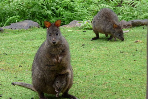 Eagles Rise Tasmania - Goulburn Accommodation 2