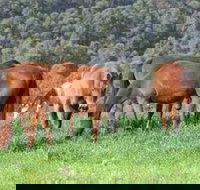 Hill Top Country Guest House - Goulburn Accommodation