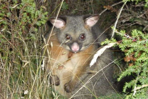 Forest Walks Lodge - Goulburn Accommodation 6