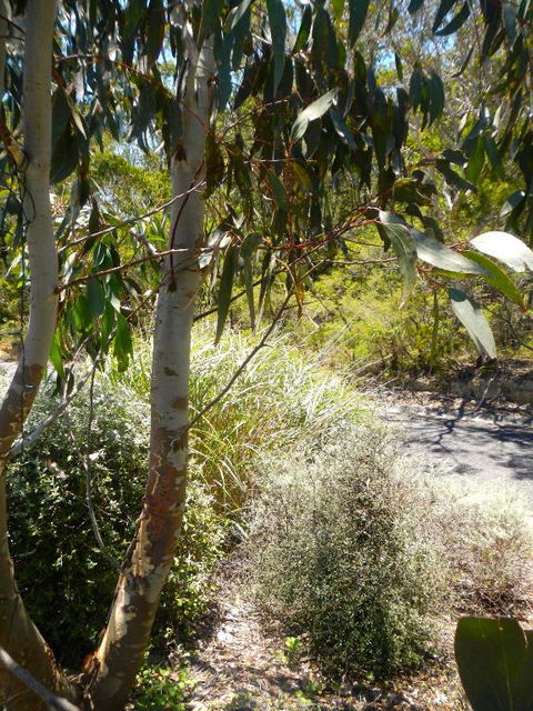 Snowgums In Katoomba - Goulburn Accommodation 6