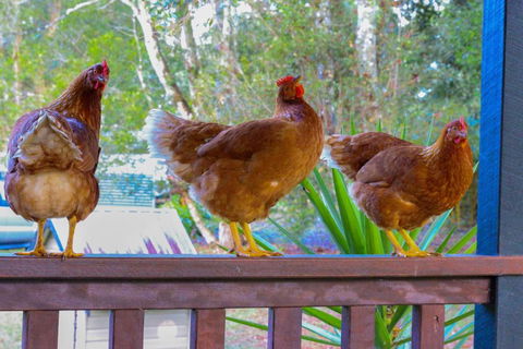 PK Illusions - Goulburn Accommodation 4