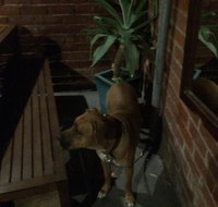 Biff's Bar and Grill - Goulburn Accommodation