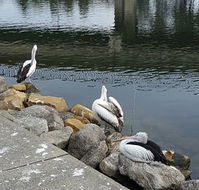 Saltwater Seafoods - Goulburn Accommodation