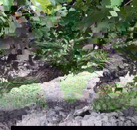 Nick Haselgrove Wines - Goulburn Accommodation