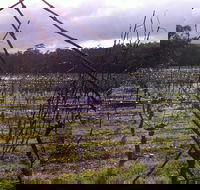 Darlington Vineyard - Goulburn Accommodation