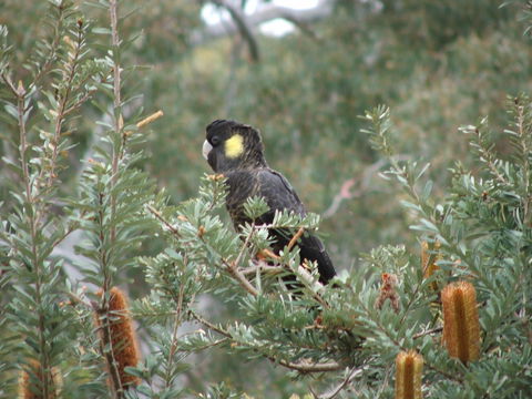 Sinclair's Gully - Goulburn Accommodation 2
