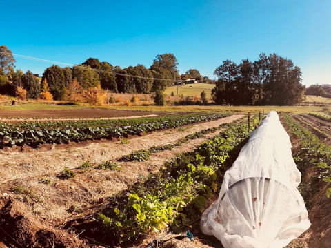 Synchronicity Farm - Goulburn Accommodation 0