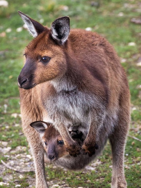 Mercure Kangaroo Island Lodge - Goulburn Accommodation 38