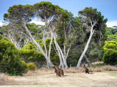 Mercure Kangaroo Island Lodge - Goulburn Accommodation 33