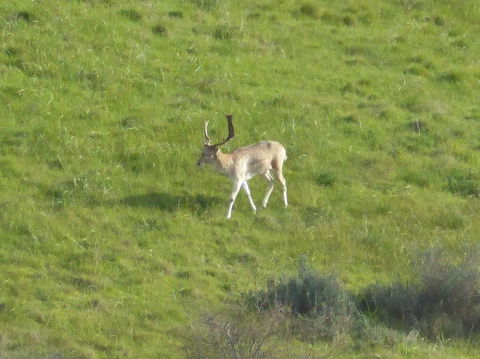 Molly's Chase - Goulburn Accommodation 12