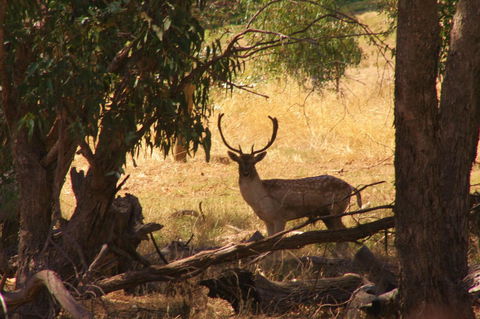 Molly's Chase - Goulburn Accommodation 11