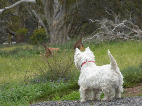 Molly's Chase - Goulburn Accommodation 27