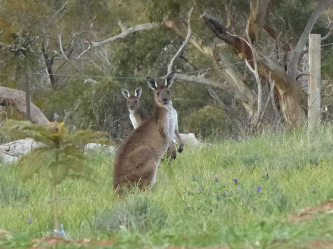 Molly's Chase - Goulburn Accommodation 10