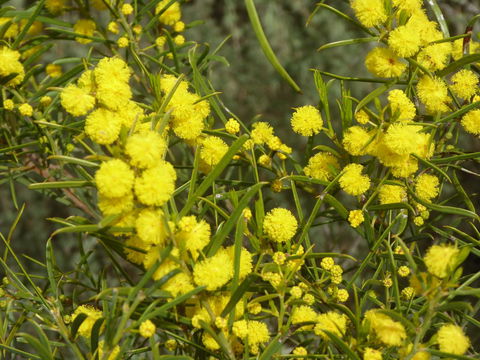 Molly's Chase - Goulburn Accommodation 14