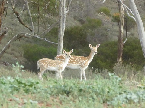 Molly's Chase - Goulburn Accommodation 25
