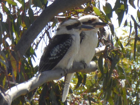 Molly's Chase - Goulburn Accommodation 26