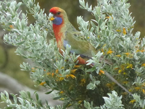 Molly's Chase - Goulburn Accommodation 24