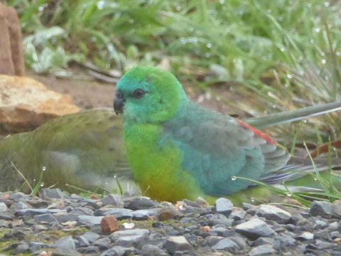 Molly's Chase - Goulburn Accommodation 15