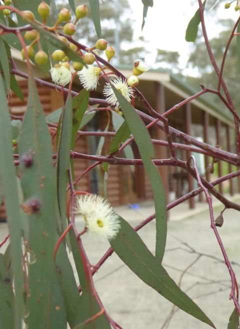 Molly's Chase - Goulburn Accommodation 9