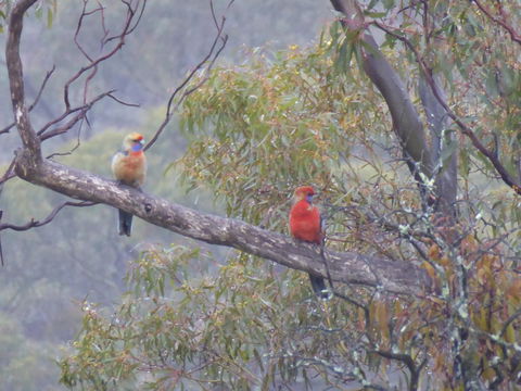 Molly's Chase - Goulburn Accommodation 13