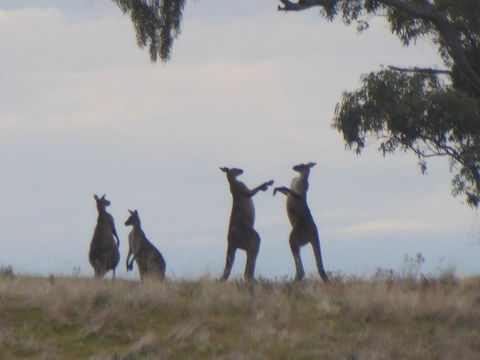 Molly's Chase - Goulburn Accommodation 23