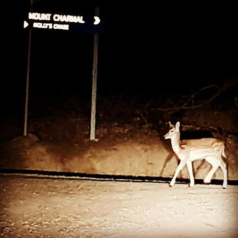 Molly's Chase - Goulburn Accommodation 32