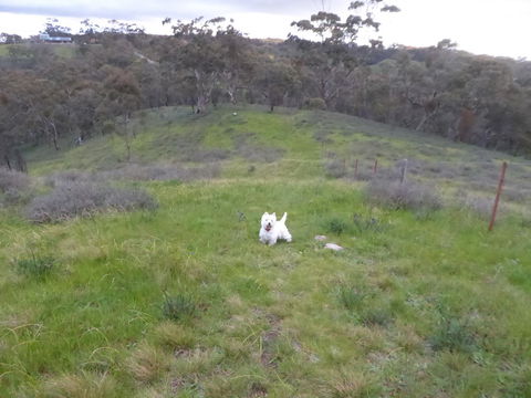 Molly's Chase - Goulburn Accommodation 22