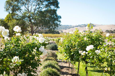 Barossa Vineyard Cottages - Goulburn Accommodation 1