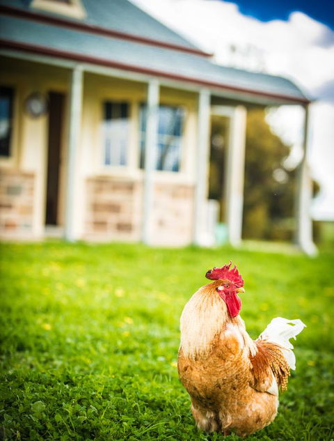 Barossa Vineyard Cottages - Goulburn Accommodation 39