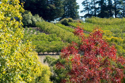The Manor Basket Range - Goulburn Accommodation 16
