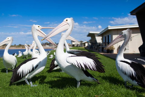 Modra\'s Apartments - Goulburn Accommodation 13