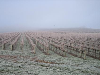 Vineyard Cottage BnB - Goulburn Accommodation 12