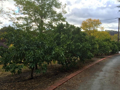 Vineyard Cottage BnB - Goulburn Accommodation 11
