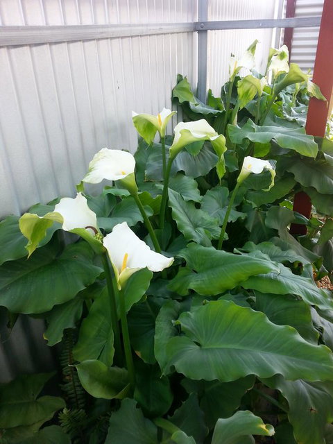 Addies Place Goolwa - Goulburn Accommodation 11