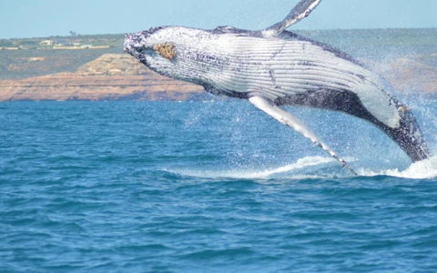 Unit 42 Kalbarri Beach Resort - Goulburn Accommodation 21