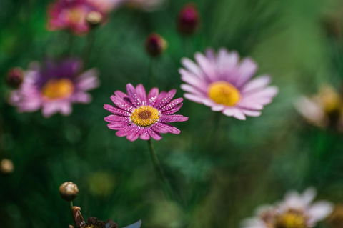 The Floating Forest - Goulburn Accommodation 29