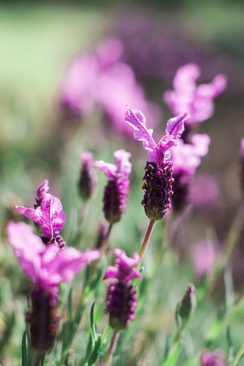 The Floating Forest - Goulburn Accommodation 31