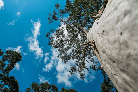 The Floating Forest - Goulburn Accommodation 36