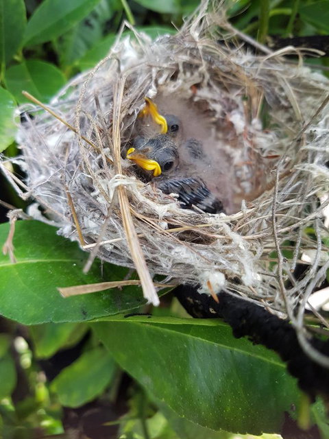 The Heights Bed & Breakfast - Goulburn Accommodation 2